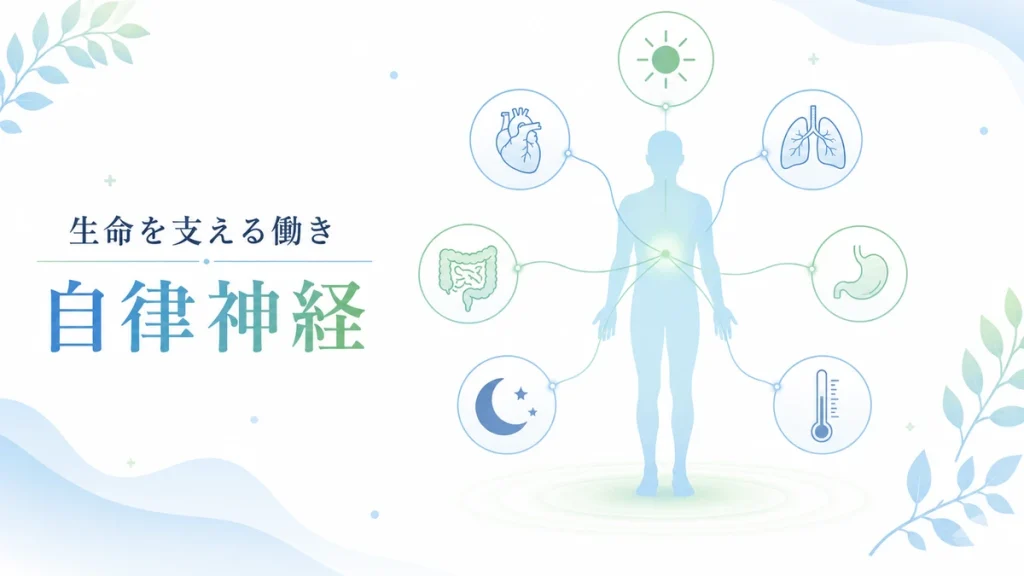 自律神経が呼吸・心臓・胃腸・睡眠など全身を調整するイメージ