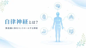 自律神経とは何かをわかりやすく解説したイメージ