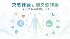 交感神経と副交感神経の違いを表したイラスト