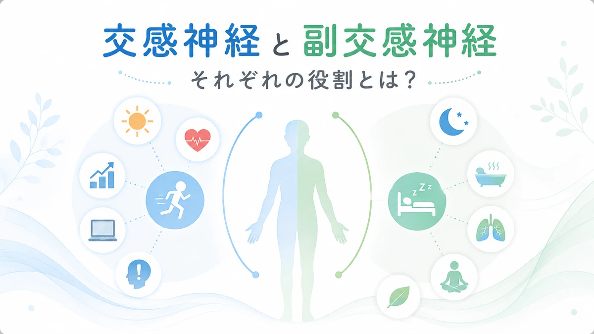 交感神経と副交感神経の違いを表したイラスト