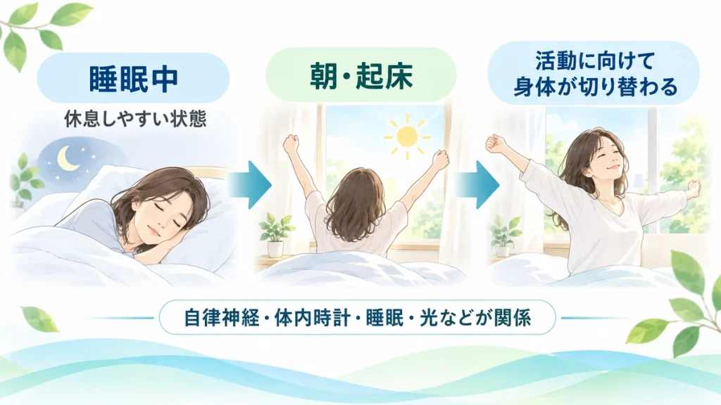 睡眠中から朝の活動状態へ身体が切り替わる流れと自律神経の関係